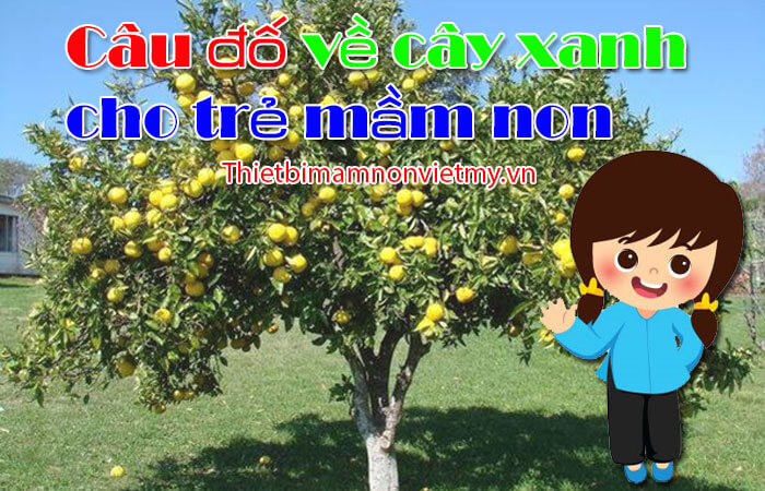 Cau Do Ve Cay Xanh Cho Tre Mam Non 1