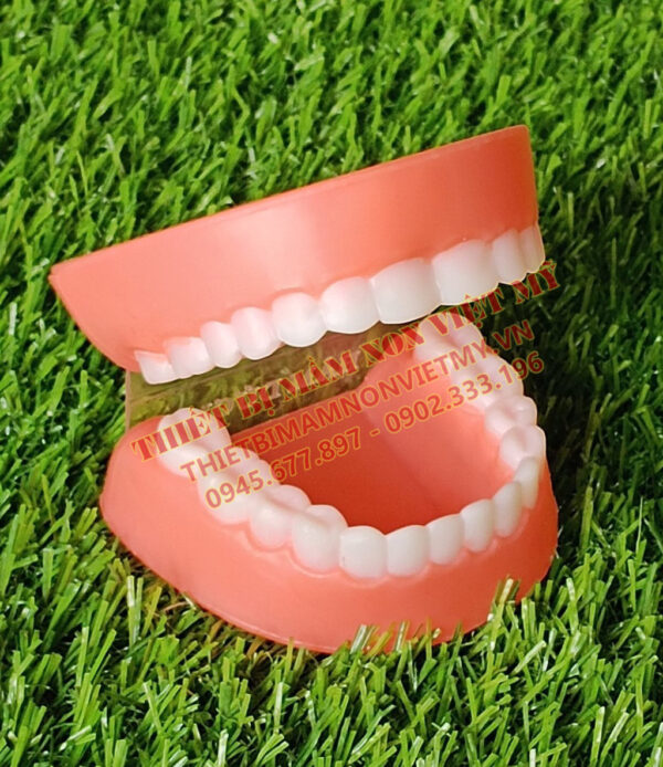 Mô Hình Hàm Răng Nhỏ